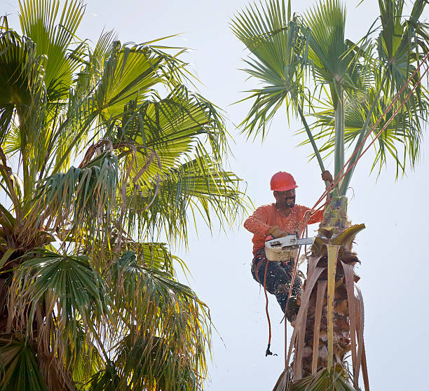 Canton, SD Tree Service Company